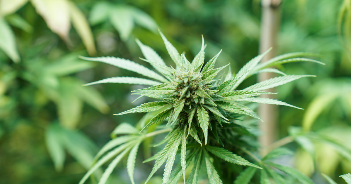 una-encuesta-revela-que-la-marihuana-resulta-menos-“cool”-para-los-estadounidenses-que-las-matematicas-o-la-musica-country