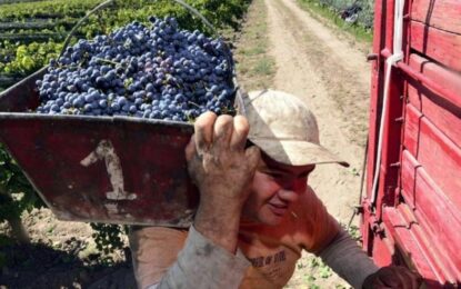 Vitivinicultura: la cosecha cayó 10% y los productores alertan por los bajos precios
