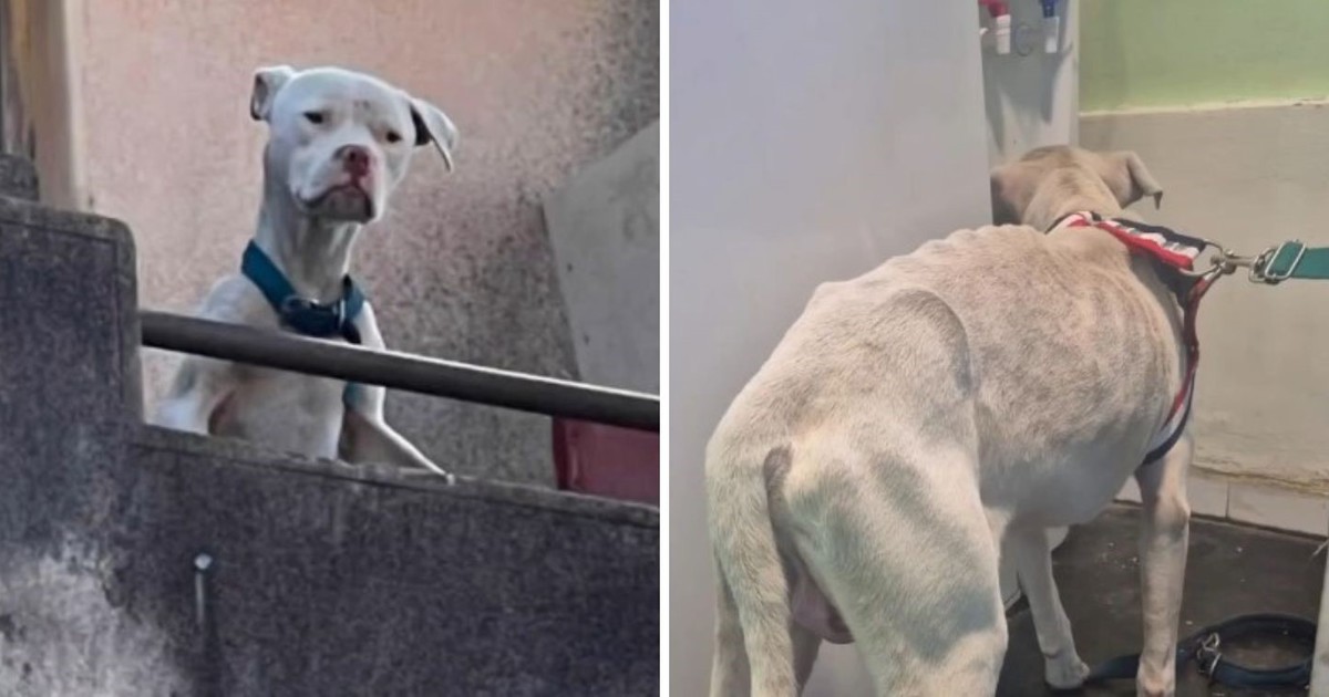 rescataron-un-dogo-argentino-en-estado-de-desnutricion-en-la-casa-de-claudio-barrelier,-donde-habria-sido-asesinada-agostina-vega