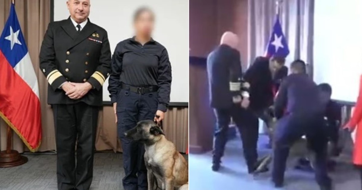 insolito-momento-en-una-ceremonia-naval-en-chile:-un-perro-antidrogas-se-abalanzo-sobre-el-bolsillo-de-un-vicealmirante