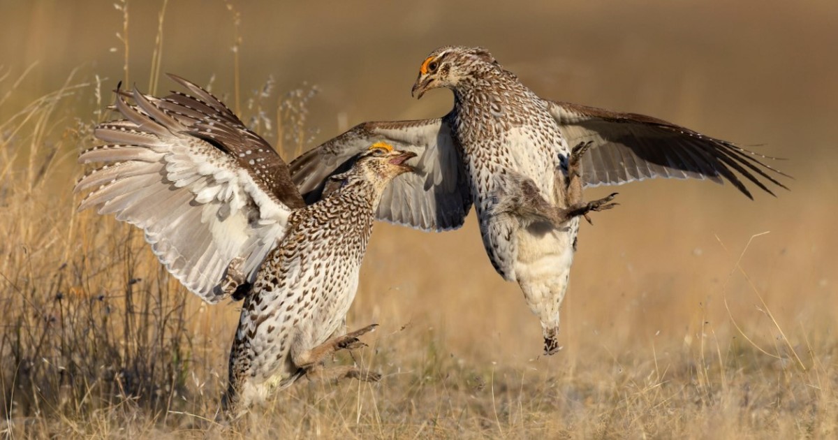 gastaron-mas-de-5-millones-de-dolares-para-salvar-una-especie-y-en-seis-meses-murieron-29-de-30-aves