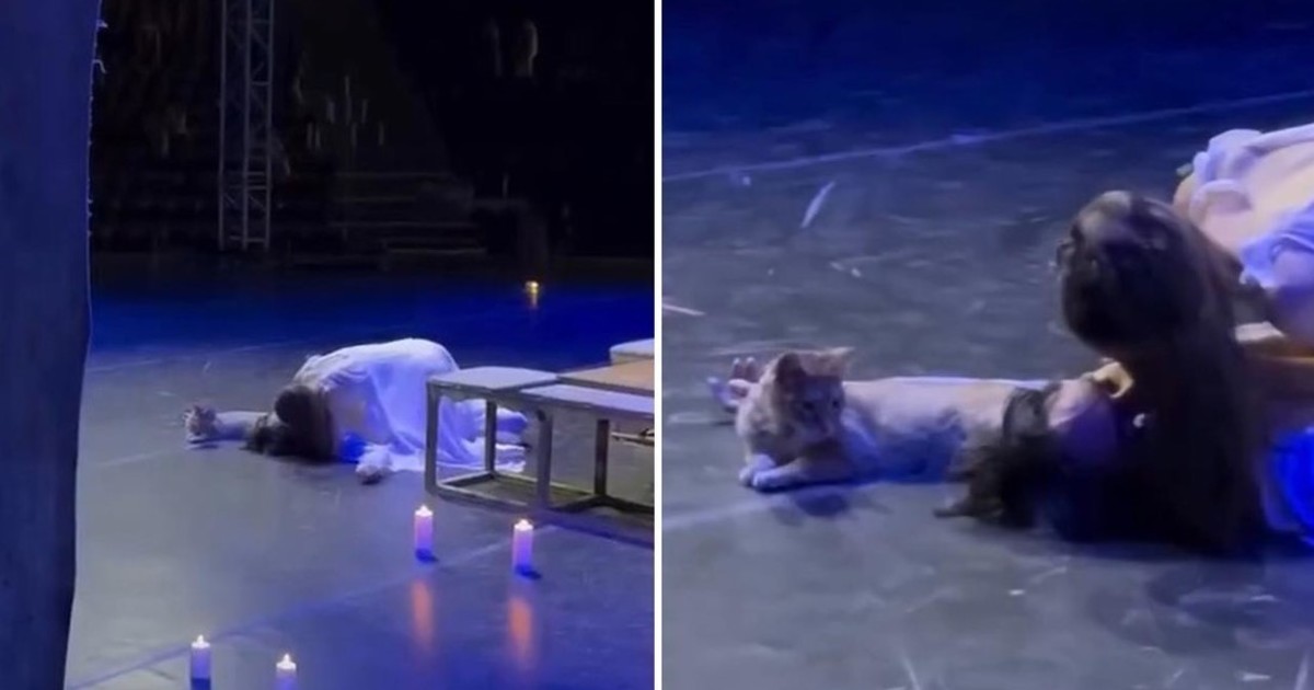 un-gato-entro-en-el-escenario-y-arruino-el-final-de-romeo-y-julieta