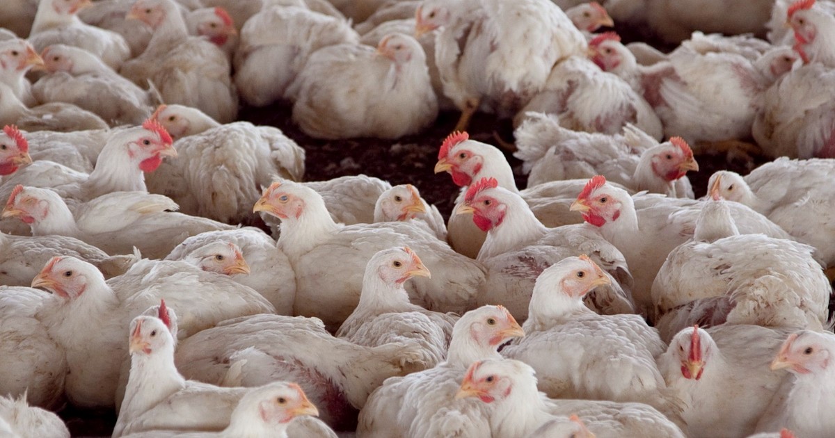 exportaciones:-chile-y-peru-le-vuelven-a-abrir-las-puertas-a-la-carne-de-pollo-argentina