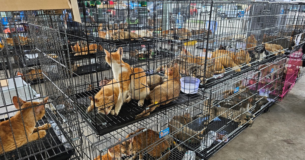 rescatan-a-casi-400-gatos-que-iban-a-ser-vendidos-para-consumo-humano:-el-estremecedor-cautiverio
