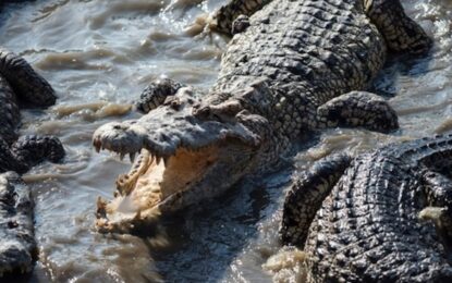 El niño que fue arrojado a una fosa con cocodrilos salió de estado crítico