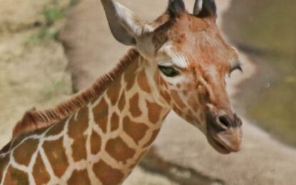 Ofrecen 5.000 dólares por encontrar a Gracie, una jirafa extraviada