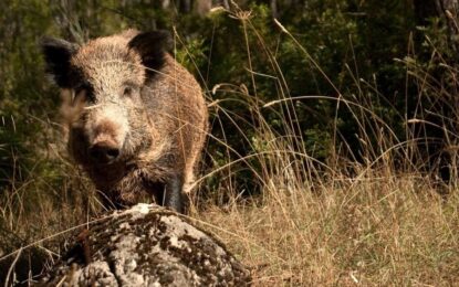 “Planes de gestión conjuntos”: el estudio que explica por qué no alcanza con sacar jabalíes de Berlín y Barcelona