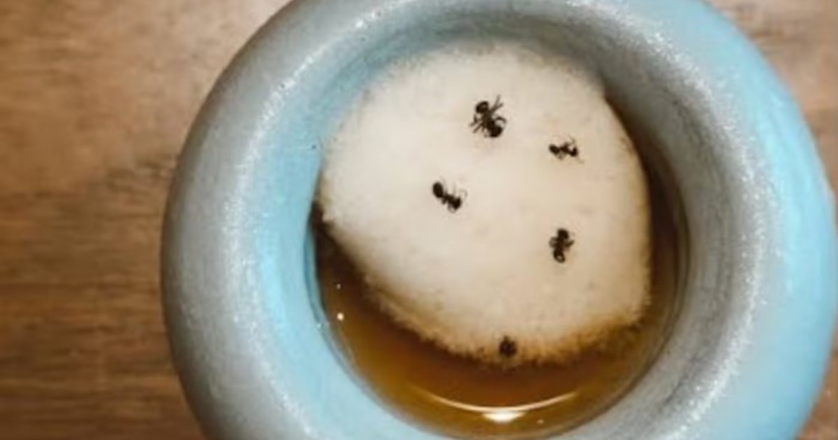el-dueno-de-un-restaurante-con-estrellas-michelin-enfrenta-la-carcel-por-servir-un-postre-con-hormigas