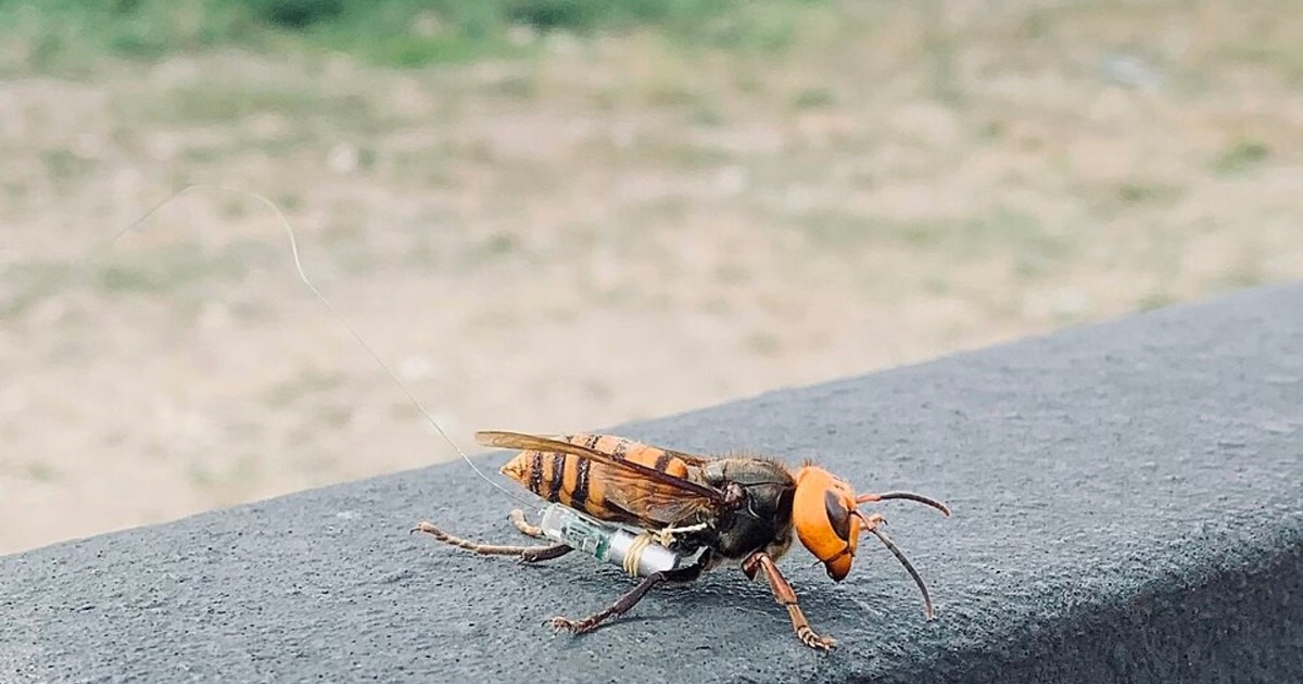 crean-una-ia-capaz-de-detectar-y-atrapar-al-avispon-asiatico-para-salvar-a-las-abejas