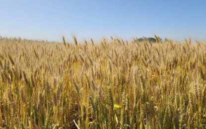 La guerra entre Rusia y Ucrania impulsa el precio internacional del trigo, que se mantiene en su nivel más alto de los últimos dos años