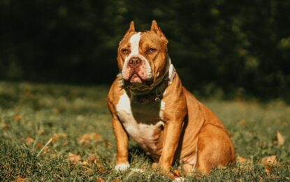 Una mujer fue condenada por el ataque de un perro que mató a su prima de 19 años