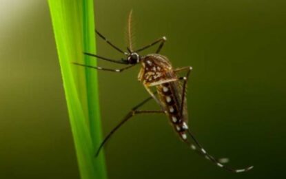 El decreto insólito: un intendente prohíbe a los mosquitos tigre sobrevolar su municipio