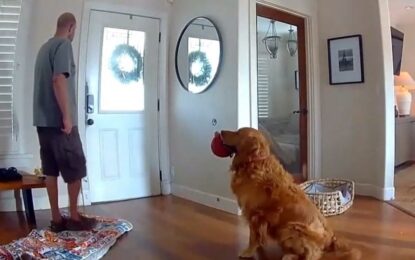 Nash, el perro que invitó a jugar al ladrón que entró a robar su casa