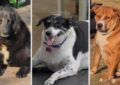 Furor en la India por un concurso para coronar al perro callejero más gordo