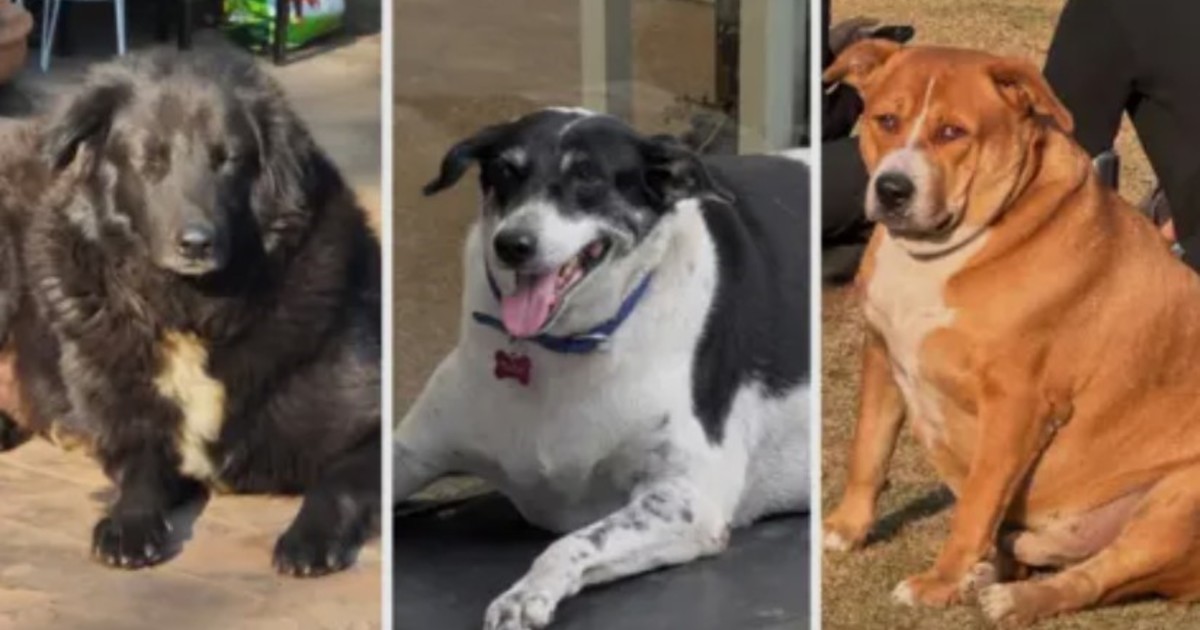 furor-en-la-india-por-un-concurso-para-coronar-al-perro-callejero-mas-gordo