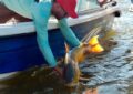 Pesca del Dorado con Devolucion en La Isla del Cerrito