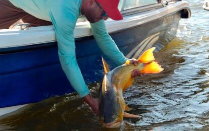 Pesca del Dorado con Devolucion en La Isla del Cerrito