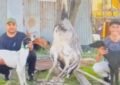 Tenía un ñandú como mascota desde que era un huevo y se lo mataron con dos galgos en el medio del campo
