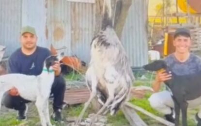 Tenía un ñandú como mascota desde que era un huevo y se lo mataron con dos galgos en el medio del campo