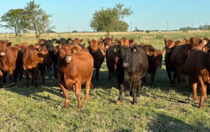 Los precios de la hacienda empiezan a quedar por debajo de la inflación y la faena de vaquillonas sigue alta para recomponer el stock