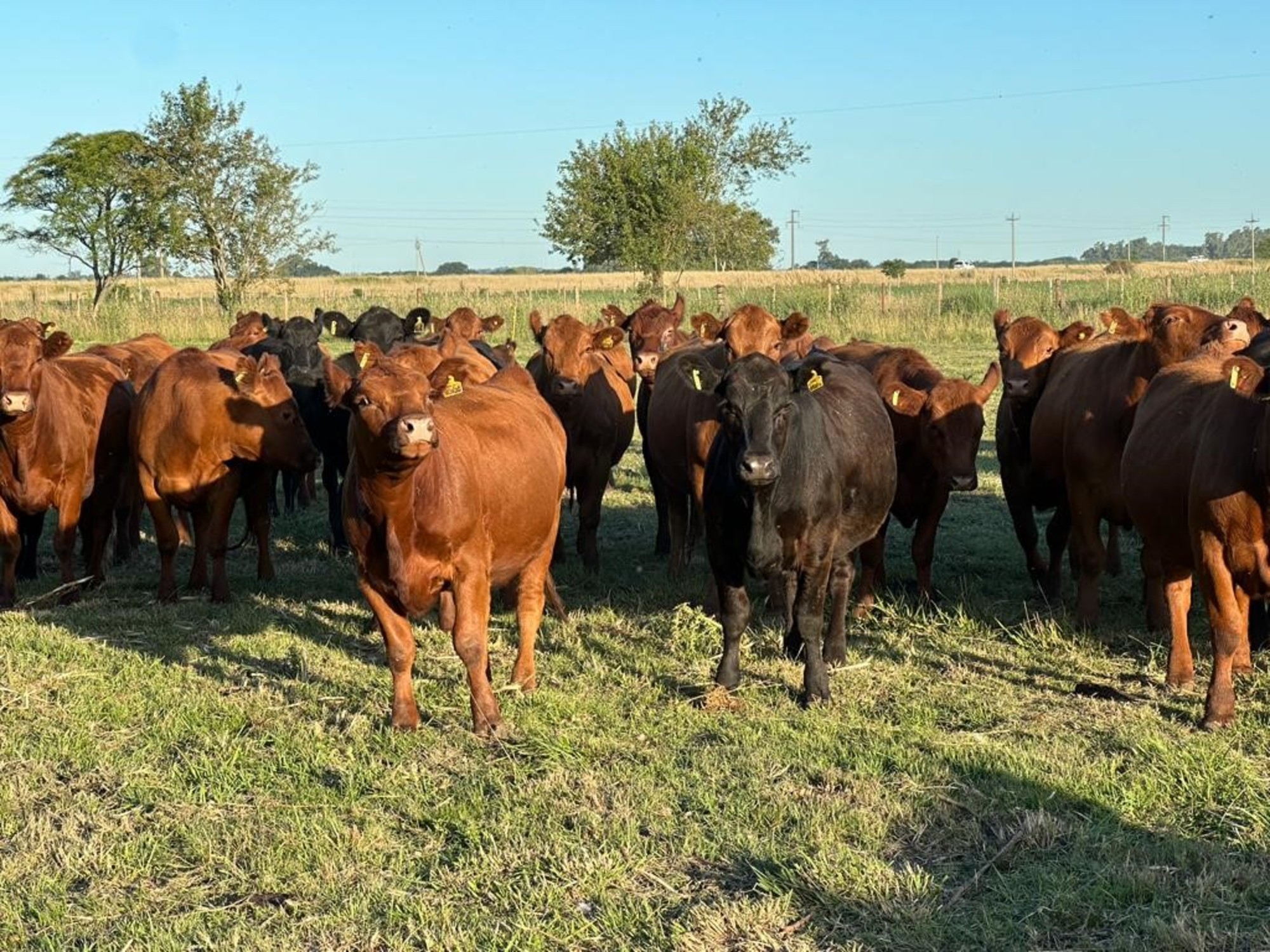 Cayó la faena de vaquillonas, aunque se debe reducir aún más para lograr la recomposición del rodeo