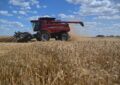 Brasil importará un volumen récord de trigo y la Argentina ve una gran oportunidad