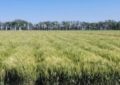 Llegaron las lluvias de El Niño: alivio para el trigo y mejores perspectivas para la siembra de soja