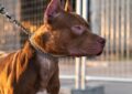 Tragedia en Moreno: un pitbull mató a un nene de 4 años y detuvieron a su madrina
