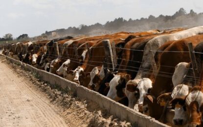 La faena bovina cayó 11% en un año, pero el mayor peso de los animales amortiguó la baja en la producción de carne