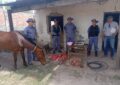 Secuestran carne de origen dudoso y dos equinos tras dos allanamientos en Machagai